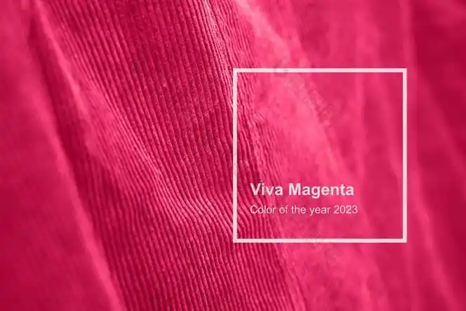 还活着品红色的天鹅绒纹理健美的一年单色颜