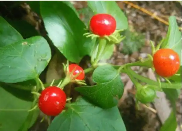 红丝线高清大图