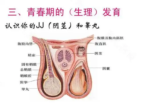 睾丸是男性分泌雄性激素的主要基地,青春期男孩出现的第二性征基本上