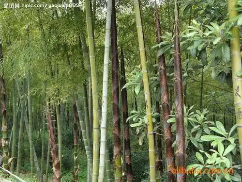 他日藏莺盛玉露 当思老竹已弓腰