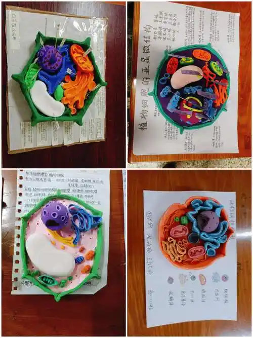 "发展生物核心素养,提高学生动手能力"——南靖一中高一生物模型制作