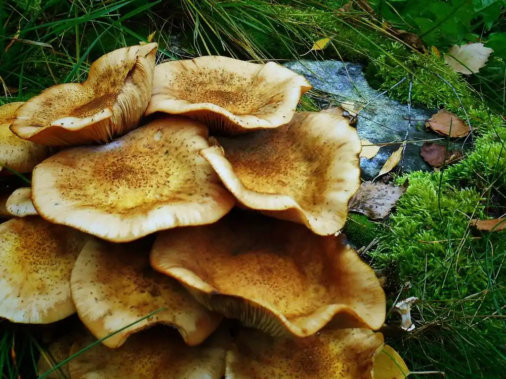 蘑菇木耳,蘑菇木耳