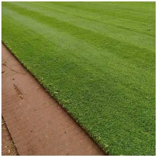 【适合北方种植草坪品种 四季青草坪草皮 耐寒耐践踏 公园草坪绿化】