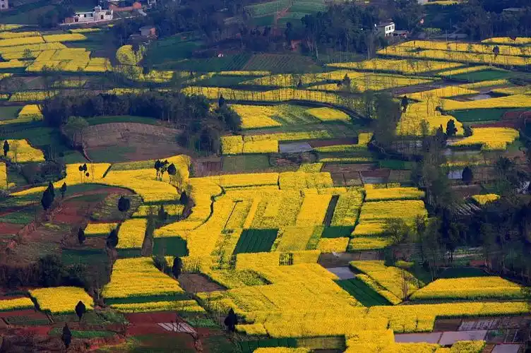 家乡的油菜花_风景_poco摄影,家乡的油菜花