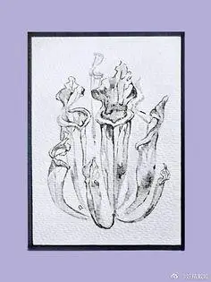 瓶子草的简笔画视频