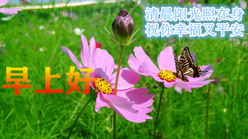 8,亲爱的朋友,早上好,天气越来越冷,温暖的问候,送给我的朋友,愿这