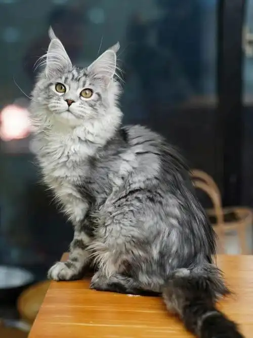 银虎斑缅因猫郑州猫舍