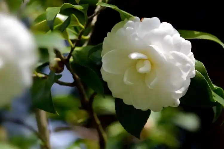 白雪塔(2017茶花园之六)