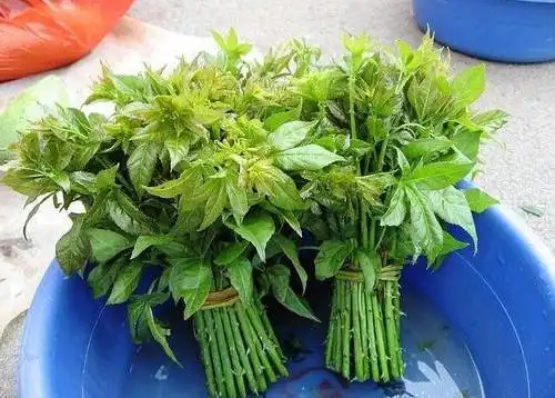 【凉拌野菜】 准备食材:刺五加嫩叶适量,白糖适量,香醋适量,香油少许