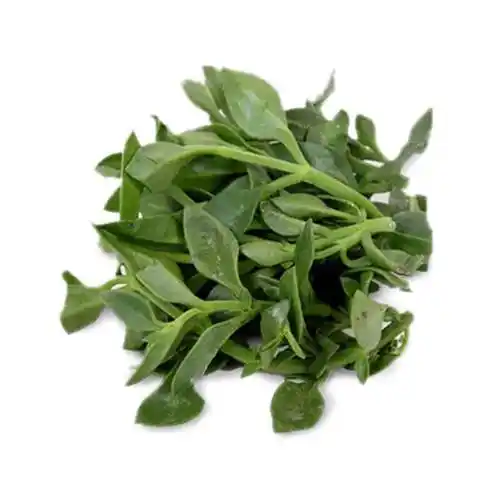 鲜特莱 企业餐饮装 田七苗 1盒