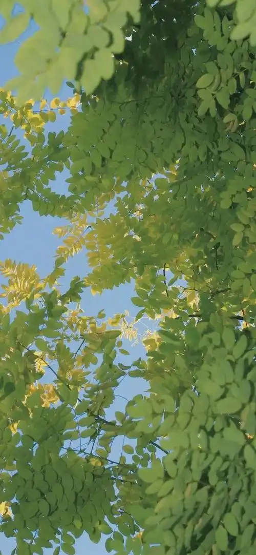 纯绿色背景图片,绿色系背景图(绿色系壁纸‖清凉又养眼)