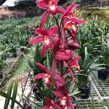 红美人,带花 - 中国兰花交易网