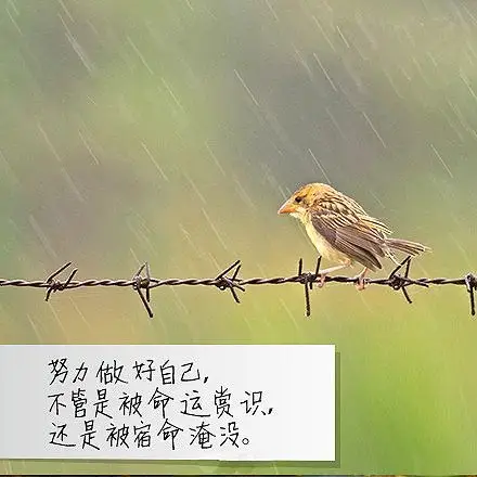 努力做好自己,不管是被命运赏识,还是被