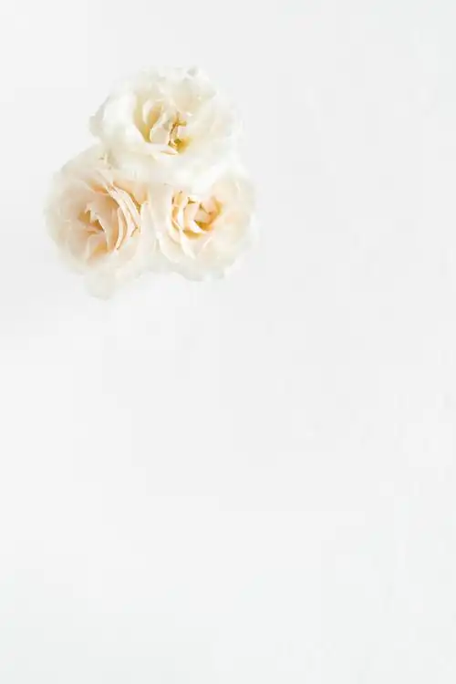 春天极简淡雅玫瑰花花朵背景图片高质量古典色简约抽奖券超市商场代金