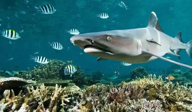 白化鲸鲨能够变成普通颜色的鲸鲨,只要它们的身体在不断增加黑色素就