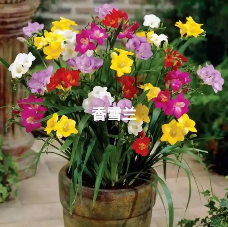 香雪兰也叫做小苍兰,虽然名字里有兰字,但其实它和兰花没啥关系 - 抖