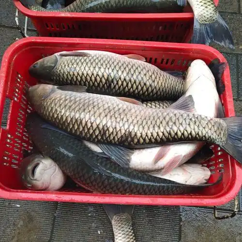 草鱼丹江口直发新鲜鲜活水产食用淡水鱼水水库淡水鱼类