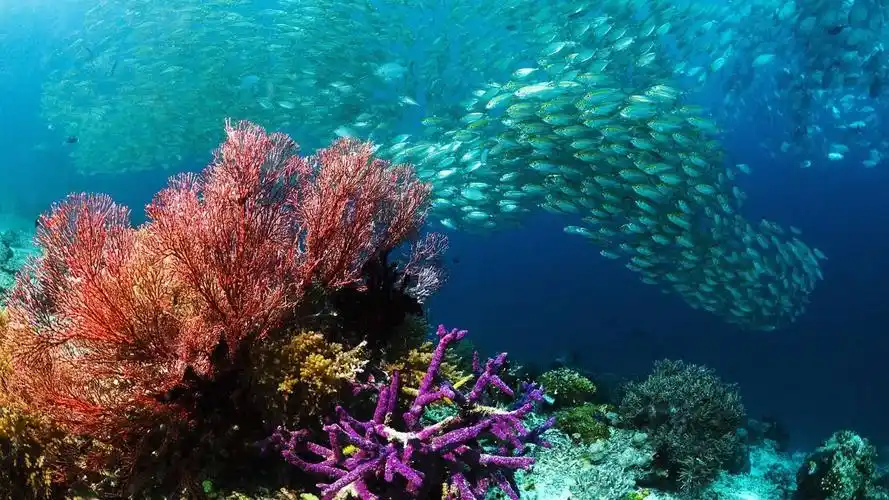 珊瑚海北接所罗门海,南接塔斯曼海,面积近500万平方公里,是世界上最大