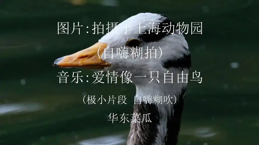 7-11爱情像只自由鸟(修3)