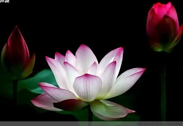 极乐世界真的有属于每个念佛人的莲花吗?