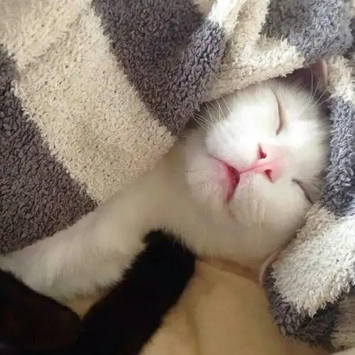 我真的不适合群居,只想一个人安安静静地睡觉