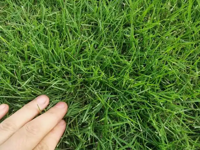 成都景赐园林绿化有限公司-四川马尼拉草坪批发基地 细叶结缕草价格