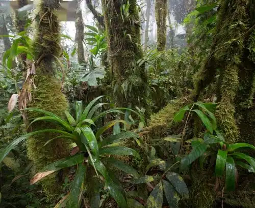 南美洲的热带雨林,是地球上最多样化的热带森林之一.