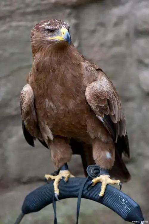 全身的羽毛是棕色的,脖子后面的羽毛是金色的,所以它被称为"金雕".