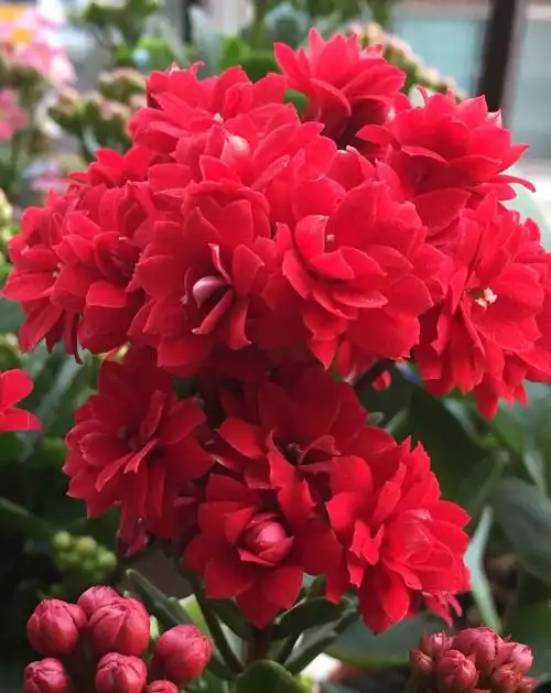 10大"吉利花",时尚又喜庆,家里养一盆,红红火火,养人又旺家