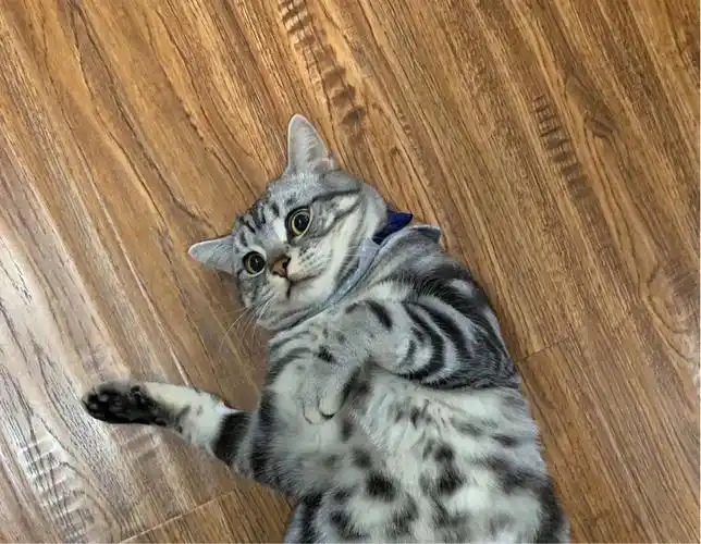 1岁的美短虎斑弟弟求女友