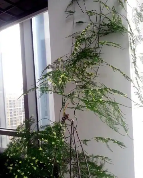 养好文竹并不难做3点长到2米长开出满枝花