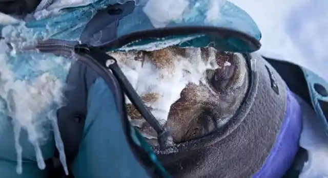 珠穆朗玛峰最著名的一具尸体,原地躺了24年,至今无人掩埋