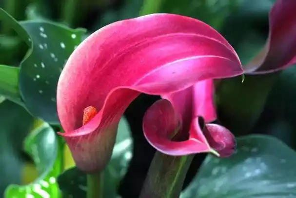 世界上最美的10种花,你认同吗?