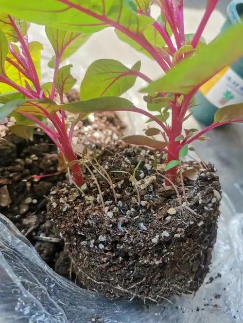 万万没想到在公园偷偷薅回来鸡冠花种子居然百分百发芽(16颗鸡冠花