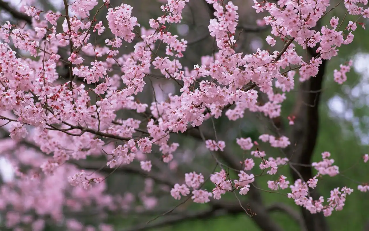 春季清新淡雅唯美桃花特写图片桌面壁纸