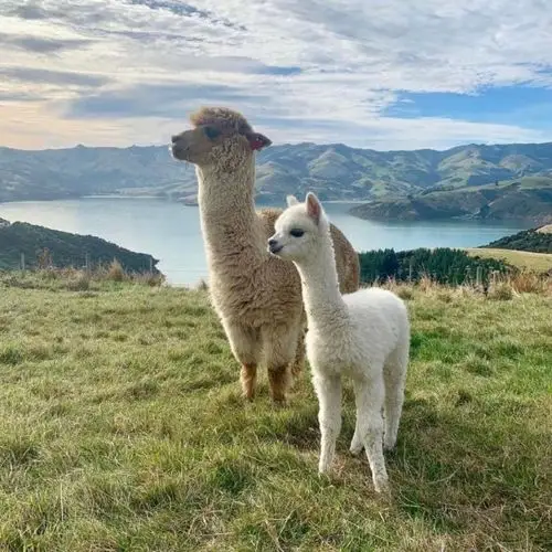 羊驼头像背景图治愈系羊驼