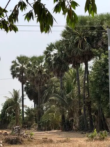 这是海底椰树,叶子好长的是椰子.