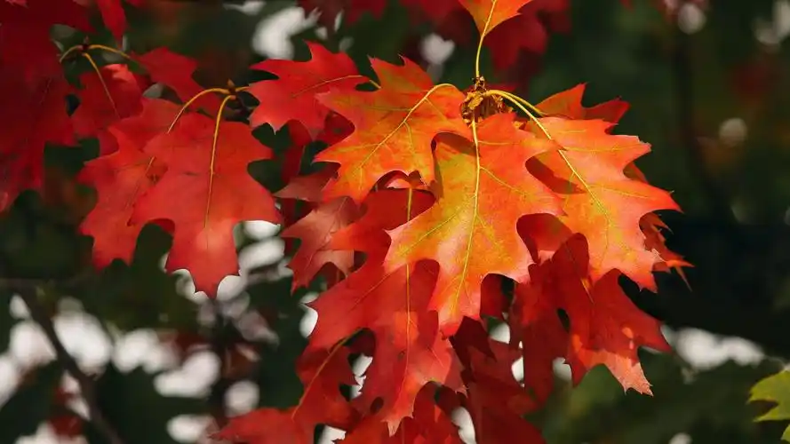 唯美红色枫叶图片桌面壁纸