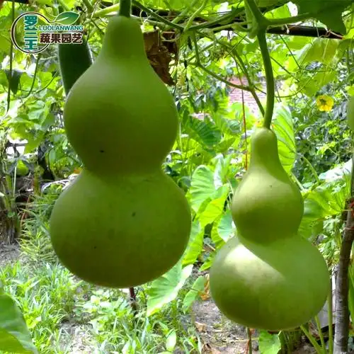 葫芦种子手捻葫芦圆葫芦小葫芦种籽文玩葫芦家庭盆栽瓜果蔬菜种子