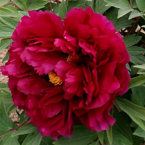 预售阳台红色大红花卉盆栽花苗牡丹花牡丹正宗时令草本花卉