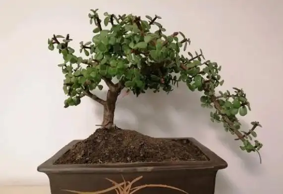 养金枝玉叶很简单,做好4步操作,轻松养成老桩盆景,简单之极!