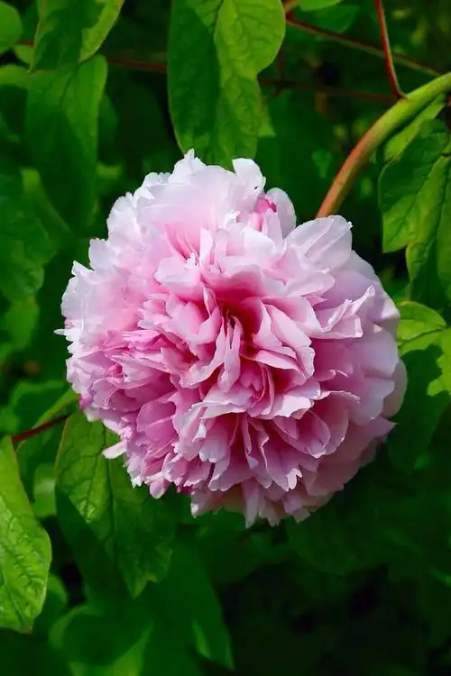 百花丛中你最美————牡丹| 花卉花草 - 青鸟,花鸟鱼虫网 鸟|鸟类