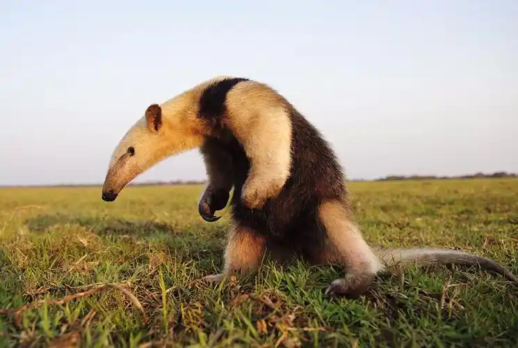 巴西食蚁兽勇敢挺胸直立 拒绝给汽车让路