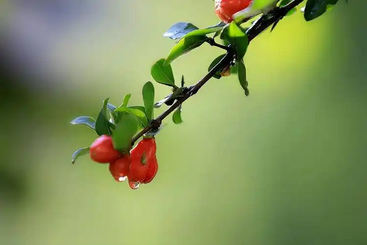 二十首唯美的夏日七绝,人间昼永无聊赖,一朵荷花满院香