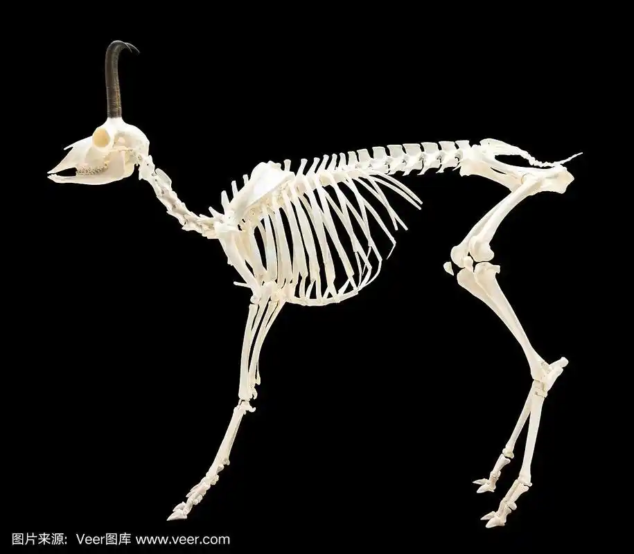 黑色之上的岩羚羊骨架