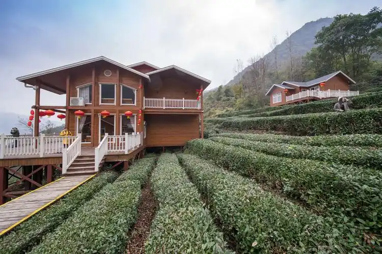 甘肃陇上江南 碧口马家山也是极品龙井产地