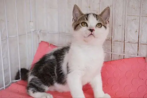 金加白虎斑美短 公宝宝 疫苗驱虫全 全价800