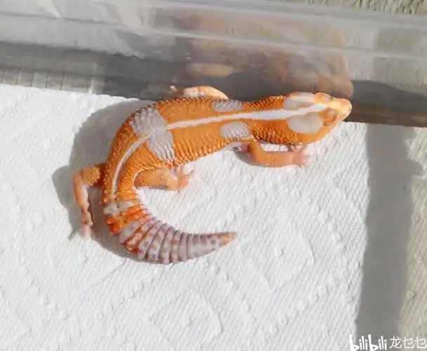 国外肥尾守宫欣赏1