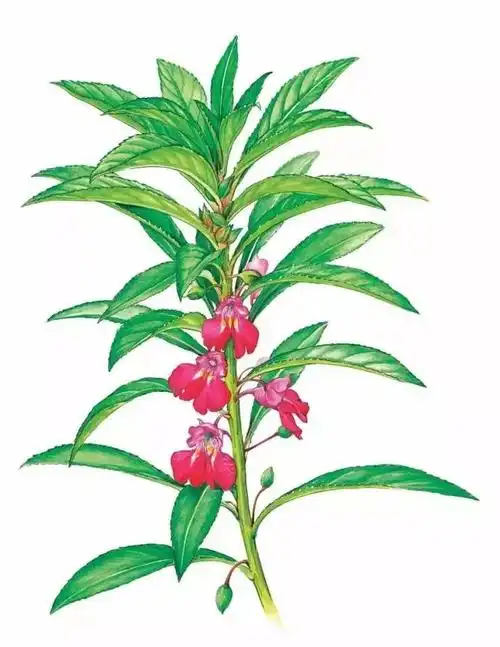 手绘药用植物美图欣赏