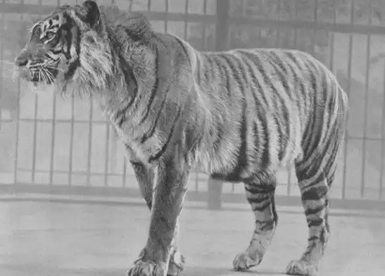 一,爪哇虎的生活习性